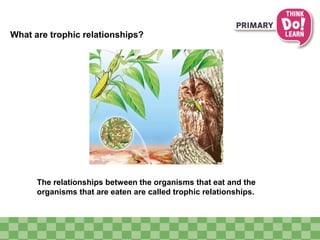 What are trophic relationships? 
The relationships between the organisms that eat and the 
organisms that are eaten are called trophic relationships. 
 