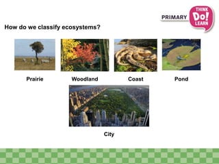 How do we classify ecosystems? 
Prairie Woodland Coast Pond 
City 
 