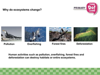 Why do ecosystems change? 
Pollution Overfishing Forest fires Deforestation 
Human activities such as pollution, overfishing, forest fires and 
deforestation can destroy habitats or entire ecosystems. 
 