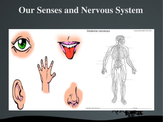   
Our Senses and Nervous System
 