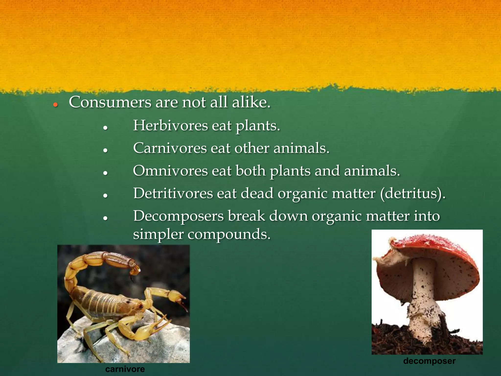  Consumers are not all alike.
 Herbivores eat plants.
 Carnivores eat other animals.
 Omnivores eat both plants and animals.
 Detritivores eat dead organic matter (detritus).
 Decomposers break down organic matter into
simpler compounds.
carnivore
decomposer
 