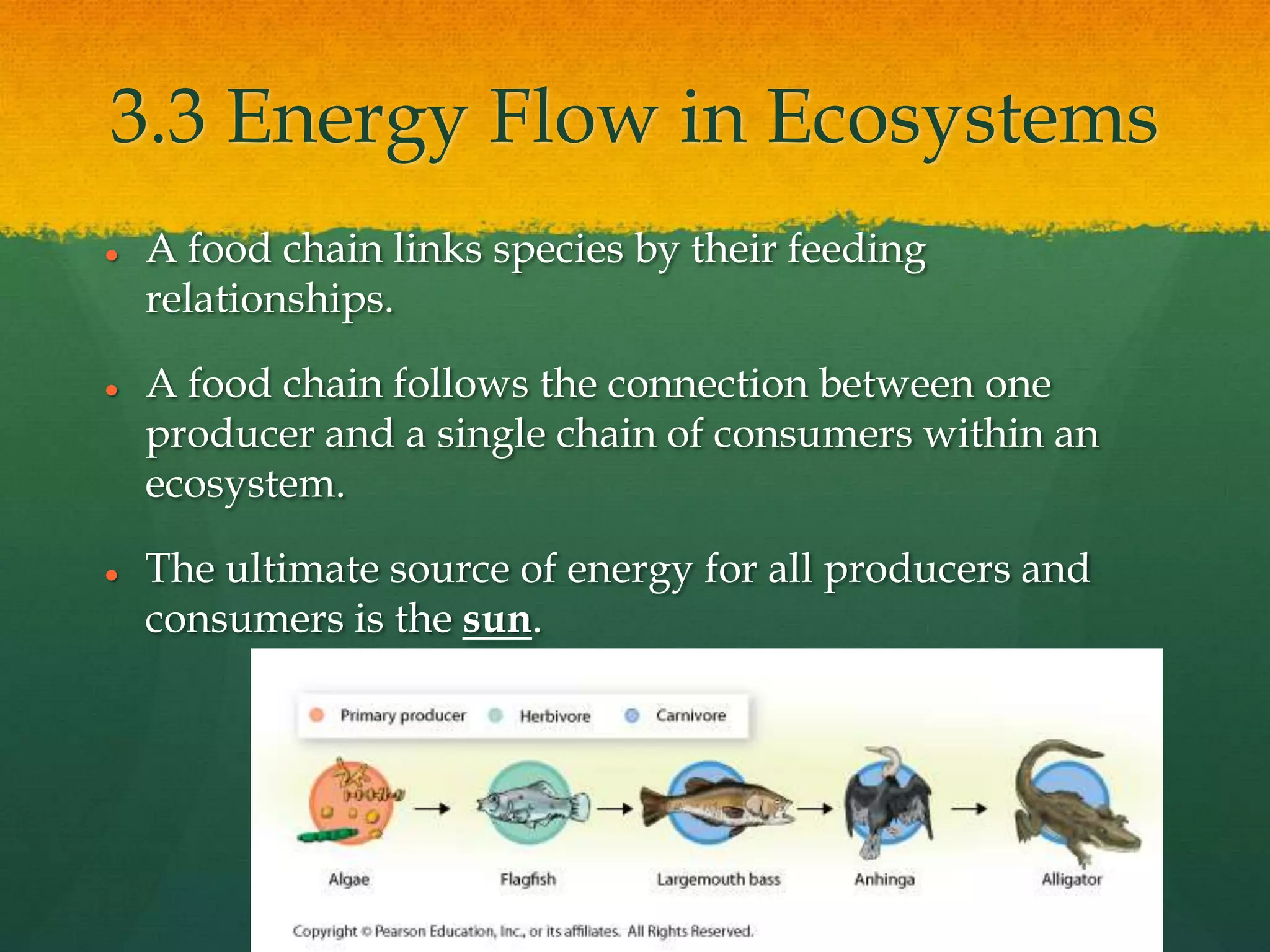 3.3 Energy Flow in Ecosystems
 A food chain links species by their feeding
relationships.
 A food chain follows the connection between one
producer and a single chain of consumers within an
ecosystem.
 The ultimate source of energy for all producers and
consumers is the sun.
 