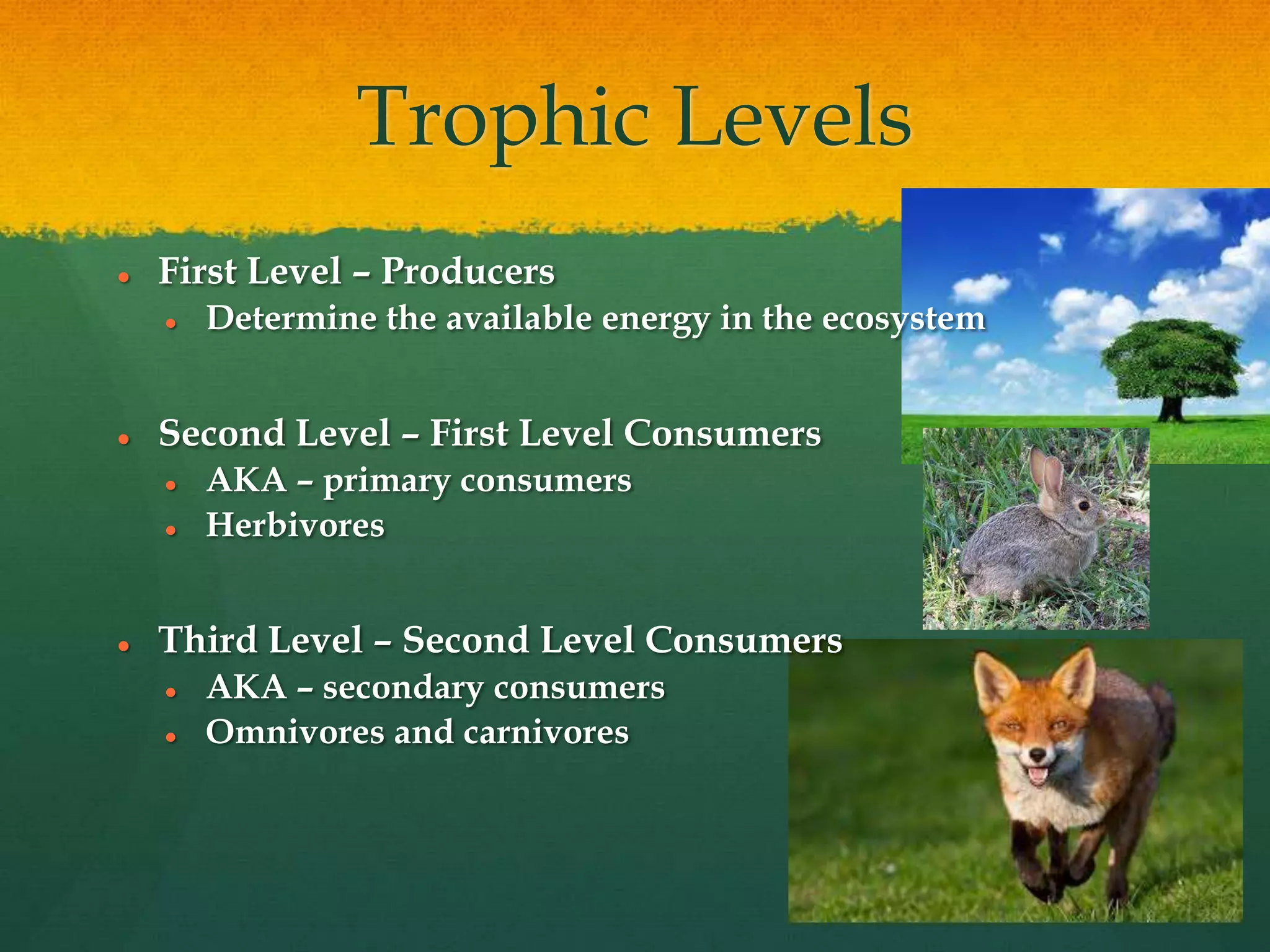 Trophic Levels
 First Level – Producers
 Determine the available energy in the ecosystem
 Second Level – First Level Consumers
 AKA – primary consumers
 Herbivores
 Third Level – Second Level Consumers
 AKA – secondary consumers
 Omnivores and carnivores
 