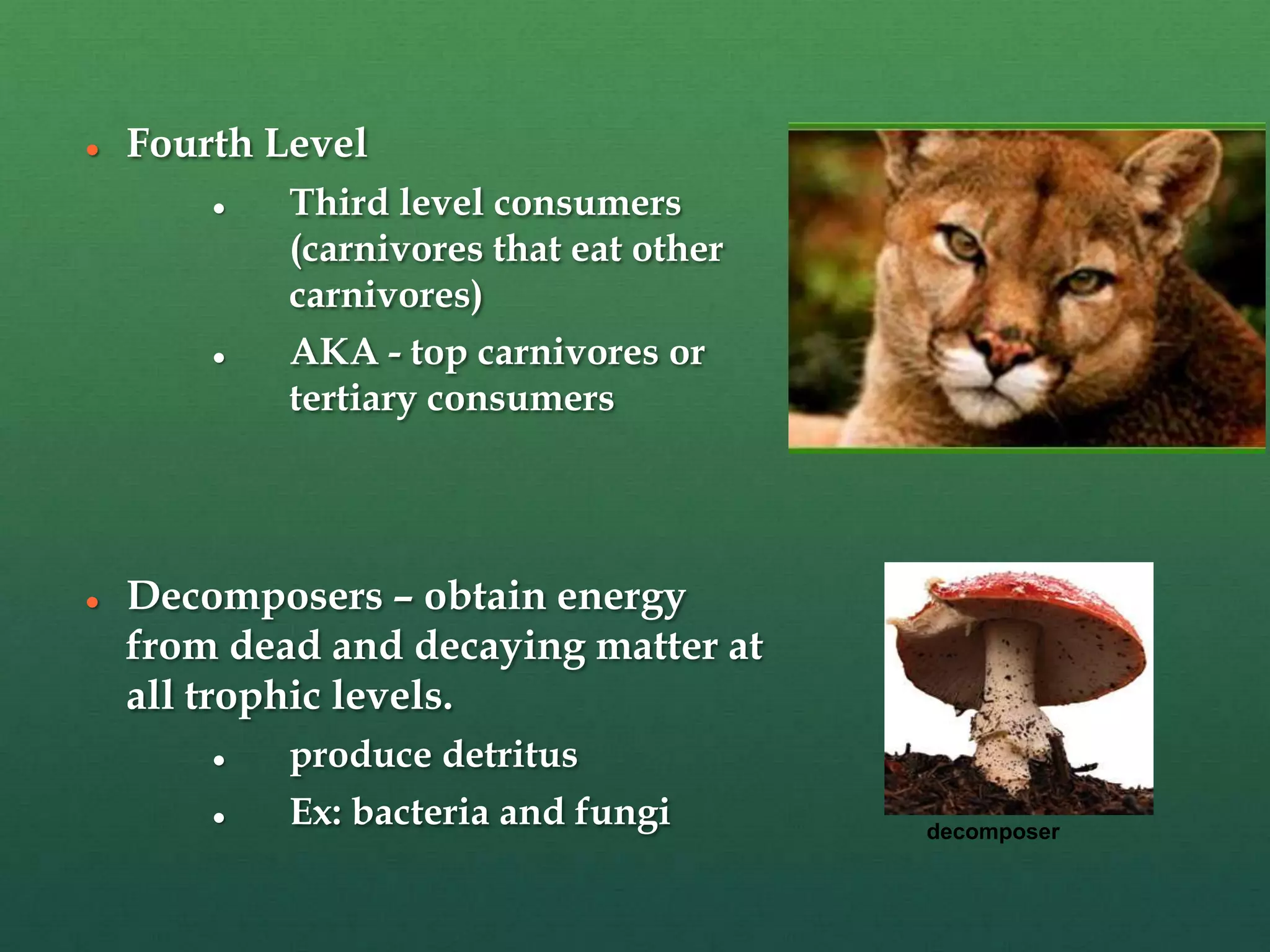  Fourth Level
 Third level consumers
(carnivores that eat other
carnivores)
 AKA - top carnivores or
tertiary consumers
 Decomposers – obtain energy
from dead and decaying matter at
all trophic levels.
 produce detritus
 Ex: bacteria and fungi decomposer
 