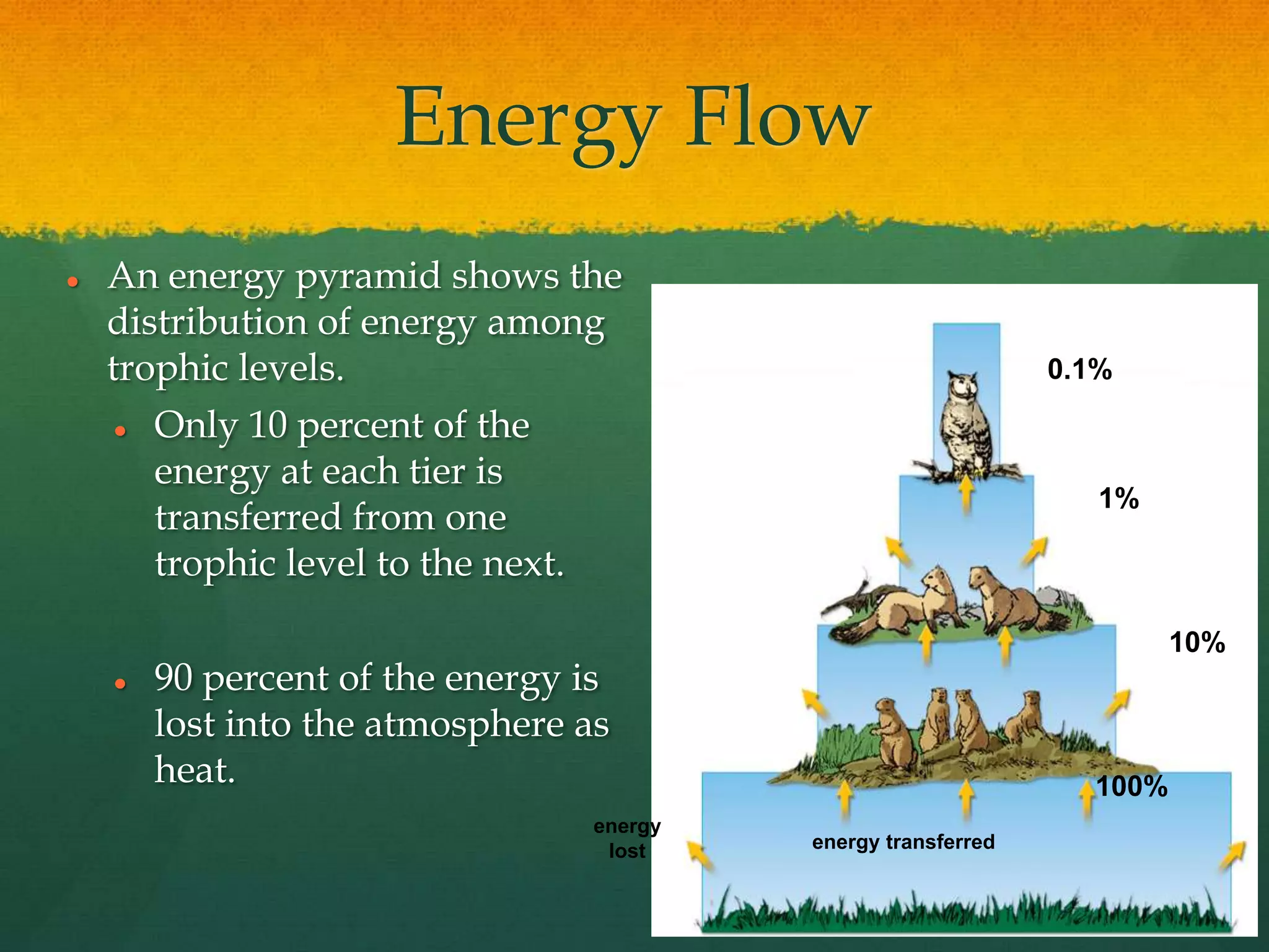 Energy Flow
 An energy pyramid shows the
distribution of energy among
trophic levels.
 Only 10 percent of the
energy at each tier is
transferred from one
trophic level to the next.
 90 percent of the energy is
lost into the atmosphere as
heat.
energy transferred
energy
lost
100%
10%
1%
0.1%
 