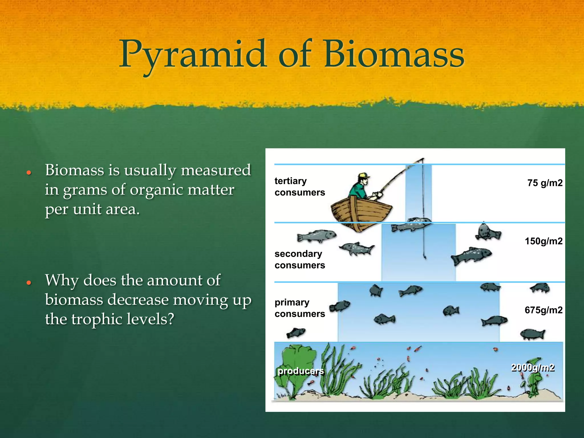 Pyramid of Biomass
 Biomass is usually measured
in grams of organic matter
per unit area.
 Why does the amount of
biomass decrease moving up
the trophic levels?
tertiary
consumers
secondary
consumers
primary
consumers
producers
75 g/m2
150g/m2
675g/m2
2000g/m2producers 2000g/m2
 
