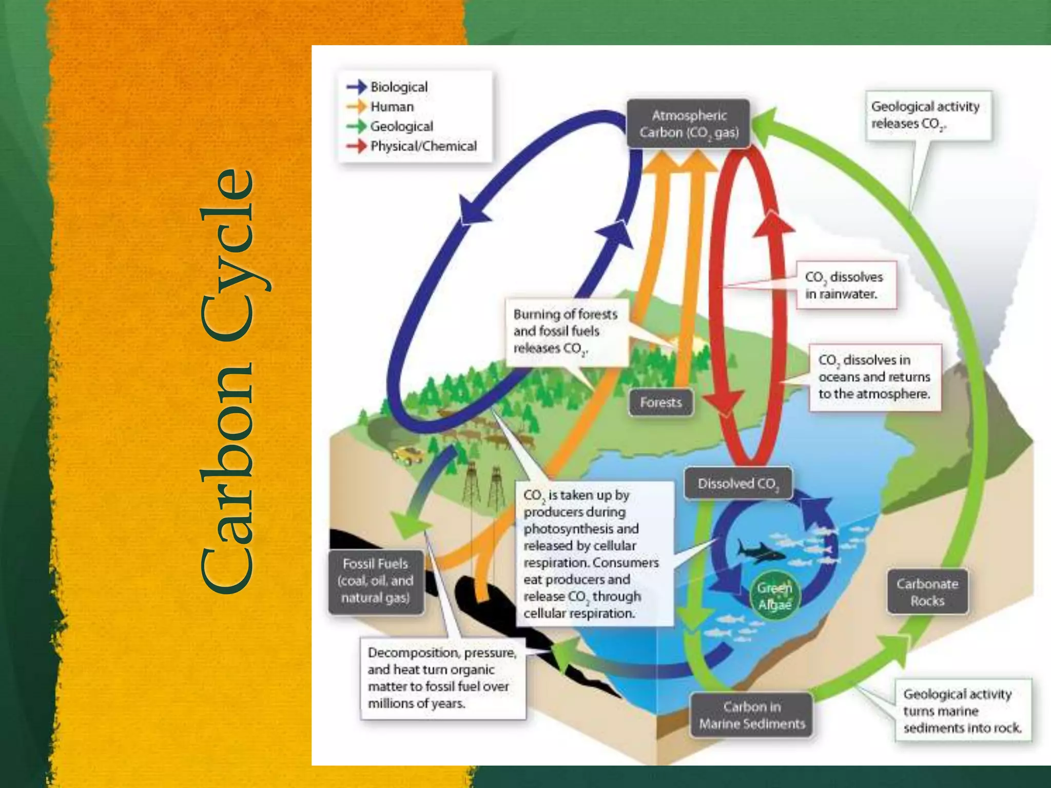 CarbonCycle
 