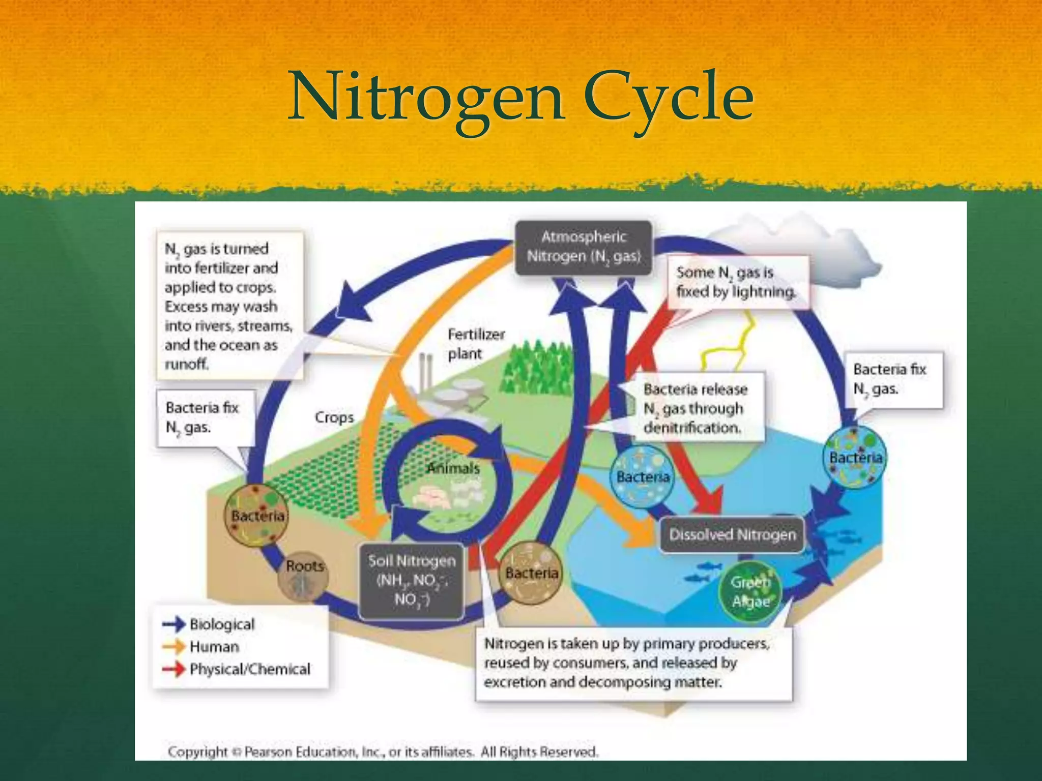 Nitrogen Cycle
 
