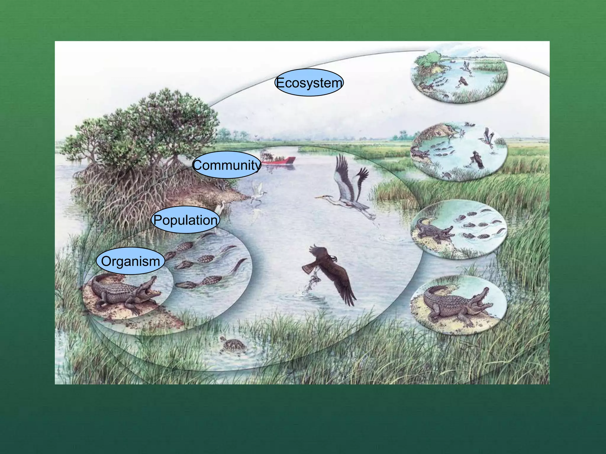 Organism
Population
Community
Ecosystem
 