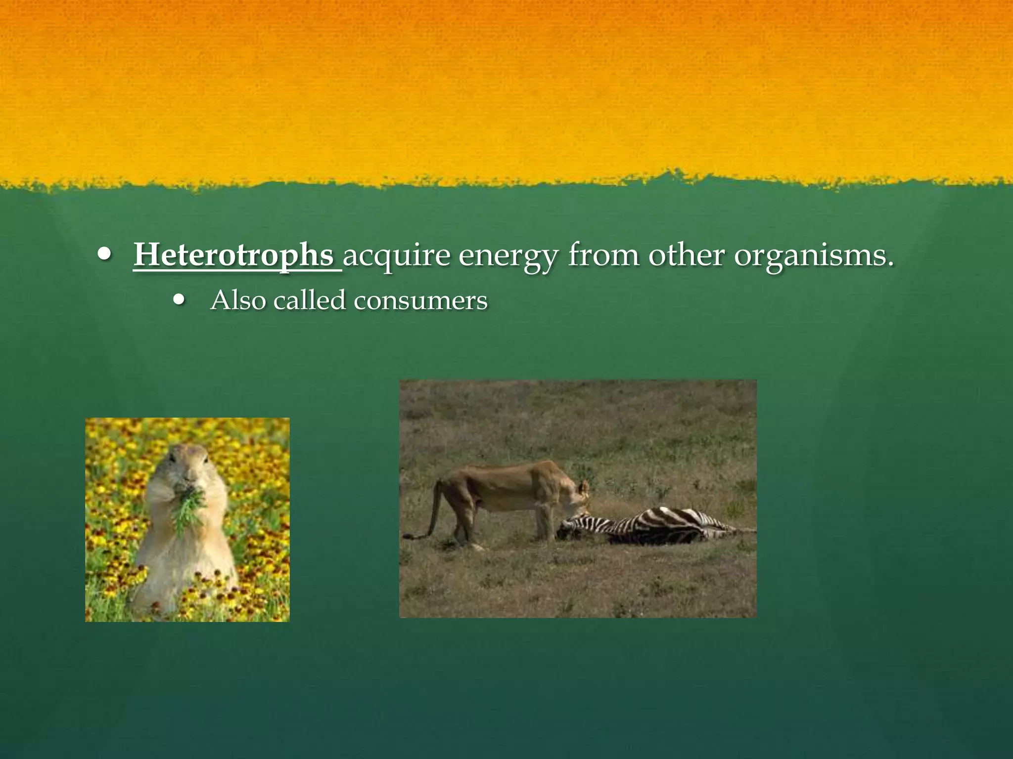  Heterotrophs acquire energy from other organisms.
 Also called consumers
 