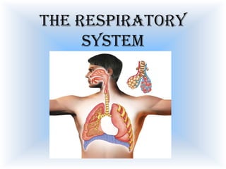 The respiratory
system

 
