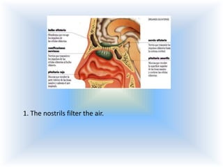 1. The nostrils filter the air.

 