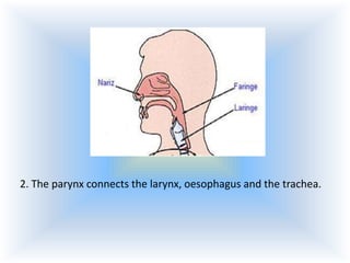 2. The parynx connects the larynx, oesophagus and the trachea.

 