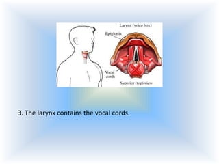 3. The larynx contains the vocal cords.

 
