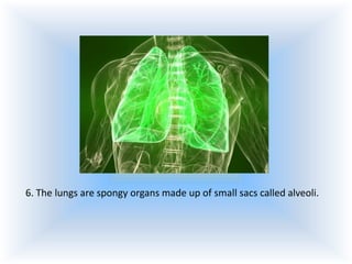 6. The lungs are spongy organs made up of small sacs called alveoli.

 