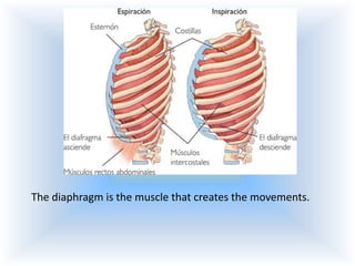 The diaphragm is the muscle that creates the movements.

 