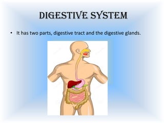 digestive system
• It has two parts, digestive tract and the digestive glands.

 