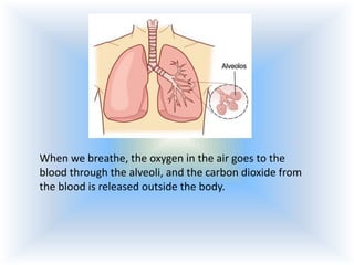 When we breathe, the oxygen in the air goes to the
blood through the alveoli, and the carbon dioxide from
the blood is released outside the body.

 