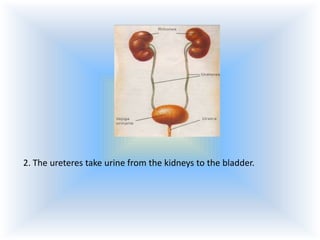 2. The ureteres take urine from the kidneys to the bladder.

 