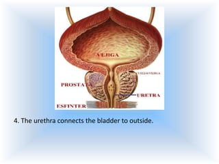 4. The urethra connects the bladder to outside.

 