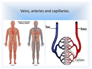 Veins, arteries and capillaries.

 