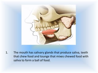1.

The mouth has salivary glands that produce saliva, teeth
that chew food and tounge that mixes chewed food with
saliva to form a ball of food.

 