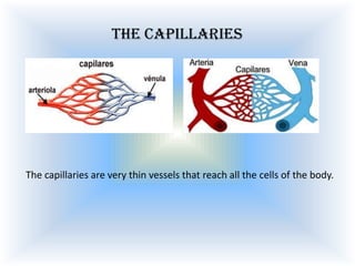 The capillaries

The capillaries are very thin vessels that reach all the cells of the body.

 