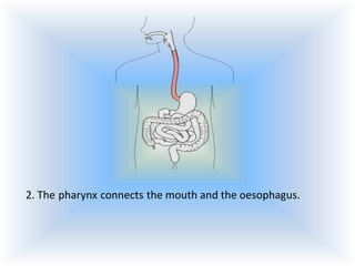 2. The pharynx connects the mouth and the oesophagus.

 