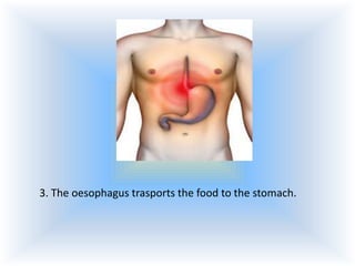 3. The oesophagus trasports the food to the stomach.

 
