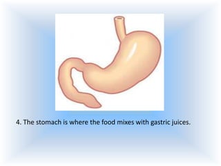 4. The stomach is where the food mixes with gastric juices.

 