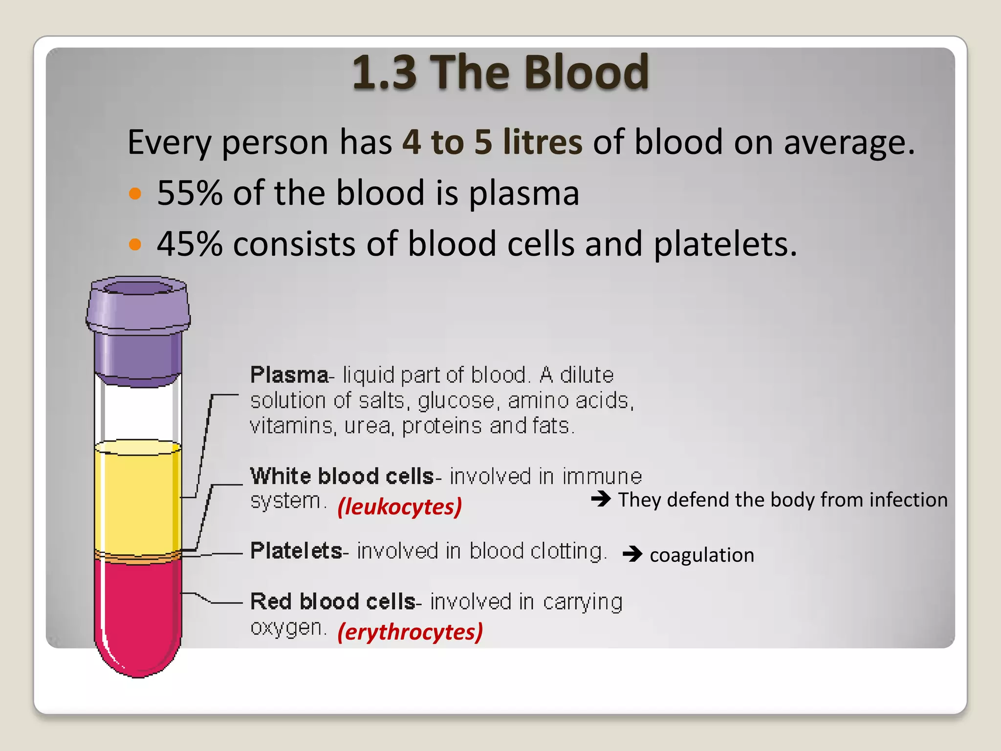 1.3 The Blood
Every person has 4 to 5 litres of blood on average.
 55% of the blood is plasma
 45% consists of blood cells and platelets.

(leukocytes)

 They defend the body from infection
 coagulation

(erythrocytes)

 
