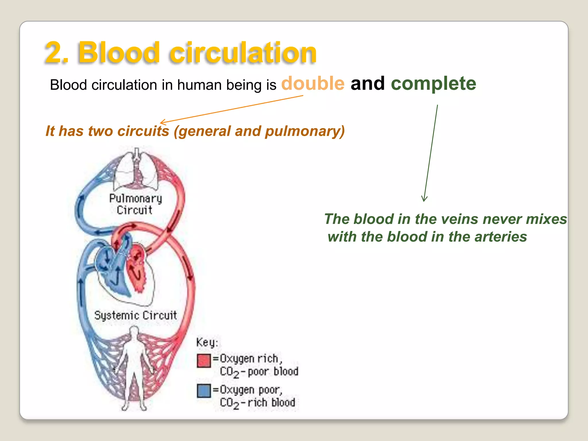 2. Blood circulation
Blood circulation in human being is double

and complete

It has two circuits (general and pulmonary)

The blood in the veins never mixes
with the blood in the arteries

 
