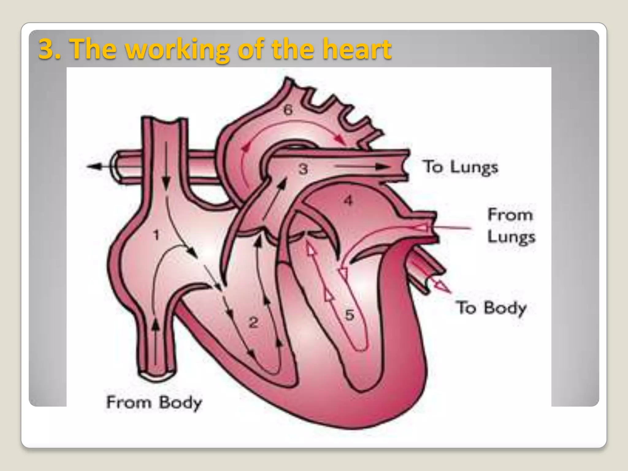 3. The working of the heart

 