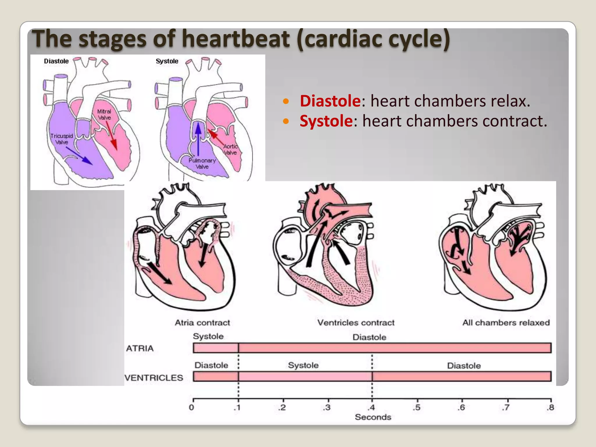 The stages of heartbeat (cardiac cycle)



Diastole: heart chambers relax.
Systole: heart chambers contract.

 