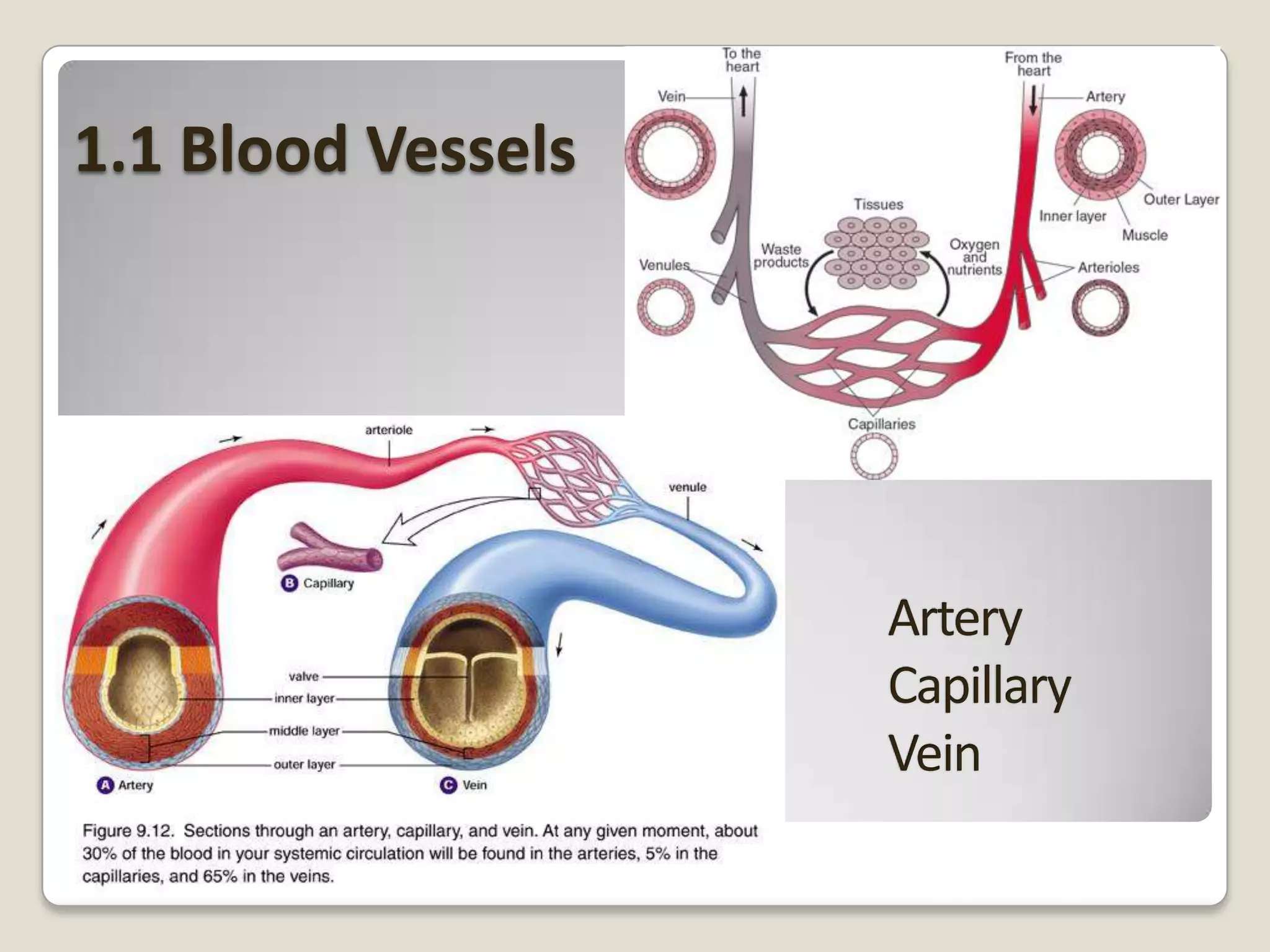 1.1 Blood Vessels

 