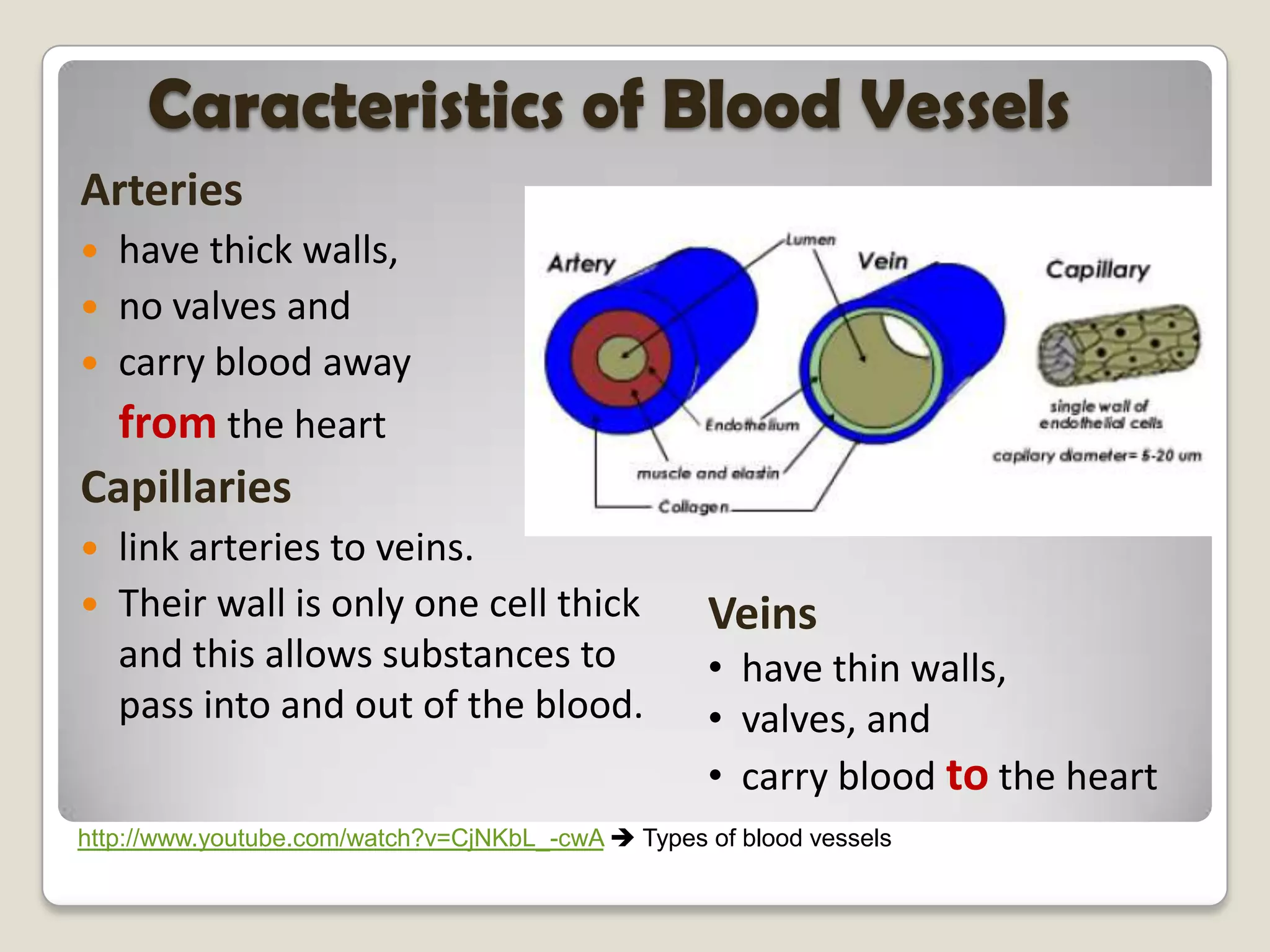 Caracteristics of Blood Vessels
Arteries
have thick walls,
 no valves and
 carry blood away
from the heart


Capillaries



link arteries to veins.
Their wall is only one cell thick
and this allows substances to
pass into and out of the blood.

Veins
• have thin walls,
• valves, and
• carry blood to the heart

http://www.youtube.com/watch?v=CjNKbL_-cwA  Types of blood vessels

 