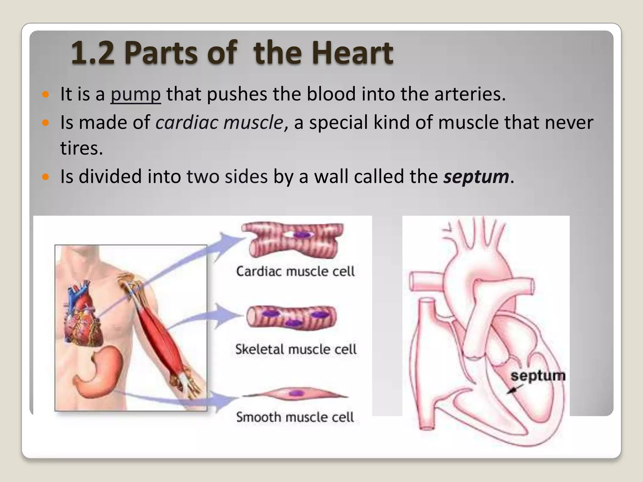 1.2 Parts of the Heart




It is a pump that pushes the blood into the arteries.
Is made of cardiac muscle, a special kind of muscle that never
tires.
Is divided into two sides by a wall called the septum.

 