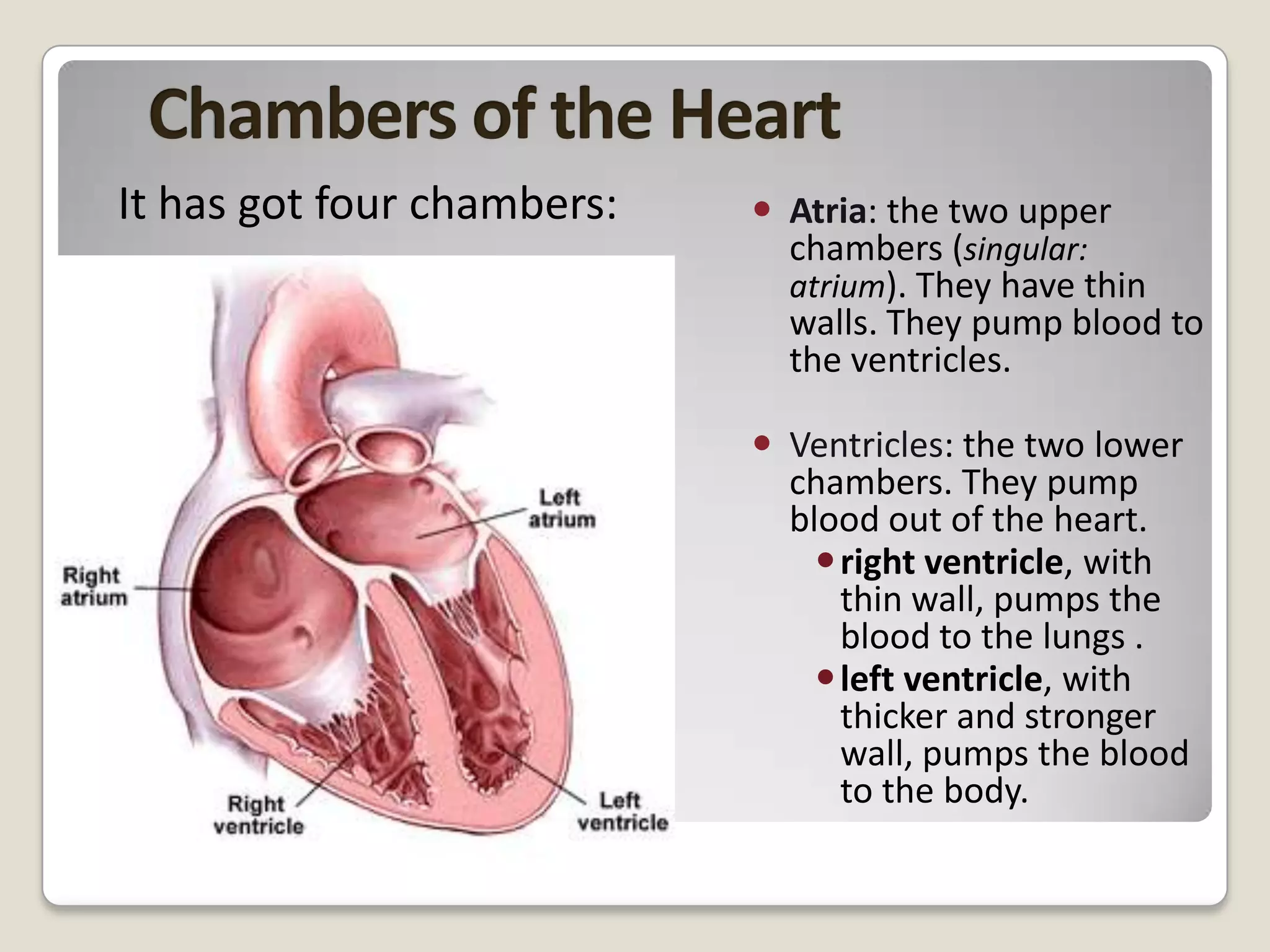 It has got four chambers:

 Atria: the two upper
chambers (singular:
atrium). They have thin
walls. They pump blood to
the ventricles.
 Ventricles: the two lower
chambers. They pump
blood out of the heart.
 right ventricle, with
thin wall, pumps the
blood to the lungs .
 left ventricle, with
thicker and stronger
wall, pumps the blood
to the body.

 