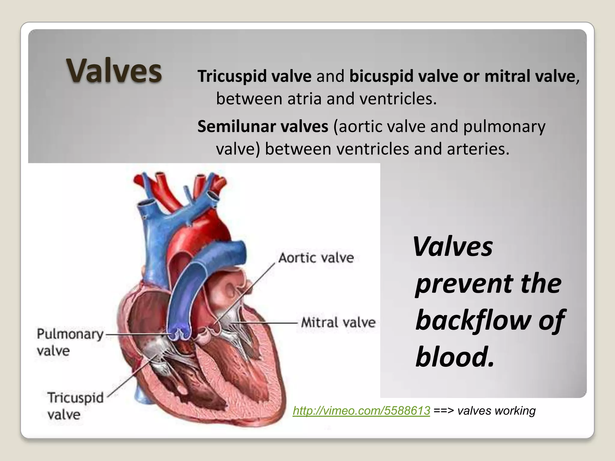 Valves

Tricuspid valve and bicuspid valve or mitral valve,
between atria and ventricles.
Semilunar valves (aortic valve and pulmonary
valve) between ventricles and arteries.

Valves
prevent the
backflow of
blood.
http://vimeo.com/5588613 ==> valves working

 