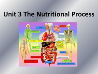 Unit 3 The Nutritional Process

 