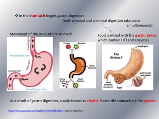  In the stomach begins gastric digestion
(both physical and chemical digestion take place
simultaneously)
Movement of the walls of the stomach

Food is mixed with the gastric juices,
which contain HCl and enzymes

As a result of gastric digestion, a pulp known as chyme leaves the stomach via the pylorus
http://www.youtube.com/watch?v=URHBBE3RKEs = gastric digestion

 