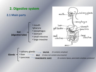 2. Digestive system
2.1 Main parts

Gut
(digestive tube)

Glands

• mouth
•pharynx
• oesophagus
• stomach
• small intestine
• large intestine

• salivary glands
SALIVA (it contains amylase)
• liver
BILE (it does not contain any enzyme)
• pancreas
(It contains lipase, pancreatic amylase, protease)
PANCREATIC JUICE

 