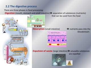 2.2 The digestive process
There are three phases in food processing:
-Digestion (mouth, stomach and small intestine) separation of substances (nutrients)
that can be used from the food

-Absorption (small intestine)

 nutrients pass into the
bloodstream

-Expulsion of waste (large intestine) unusable substances
are expelled

 