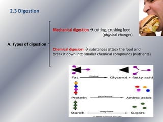 2.3 Digestion
Mechanical digestion  cutting, crushing food
(physical changes)

A. Types of digestion
Chemical digesion  substances attack the food and
break it down into smaller chemical compounds (nutrients)

 
