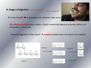 B. Stages of digestion

Physical digestion

Chemical digestion

 In the mouth  mastication and salivation take place
The salivary glands produce saliva, a liquid containing digestive enzymes (which act
chemically on the food)
Chemical digestion in the mouth  amylase breaks down the starch into maltose

DIGESTION

starch

DIGESTION

maltoses

 