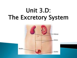 Unit 3.D:
The Excretory System

 