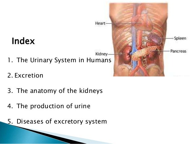 Unit3 Excretory System