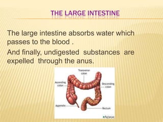 THE LARGE INTESTINE
The large intestine absorbs water which
passes to the blood .
And finally, undigested substances are
expelled through the anus.
 
