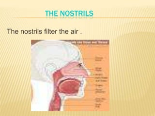 THE NOSTRILS
The nostrils filter the air .
 