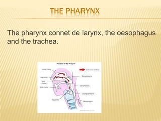 THE PHARYNX
The pharynx connet de larynx, the oesophagus
and the trachea.
 